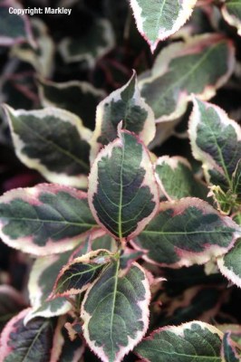 Weigela florida 'Monet'