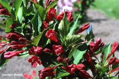Weigela 'Red Prince'