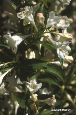 Weigela 'Snowflake'