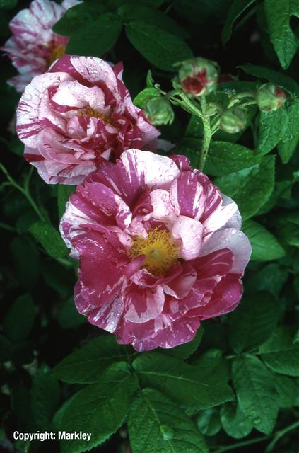 Keine Abbildung zugeordnet Rosa gallica 'Versicolor'