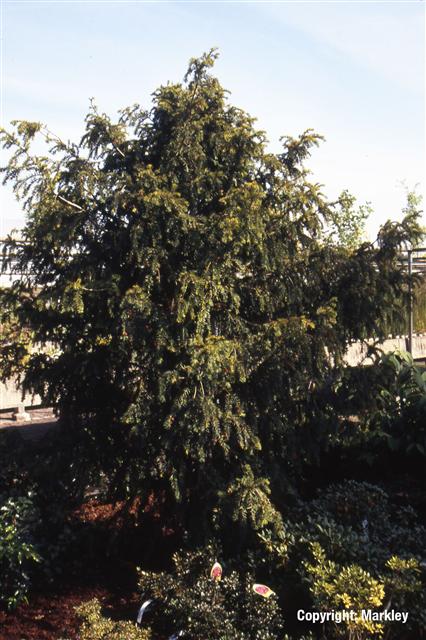 Taxus baccata 'Dovastoniana'