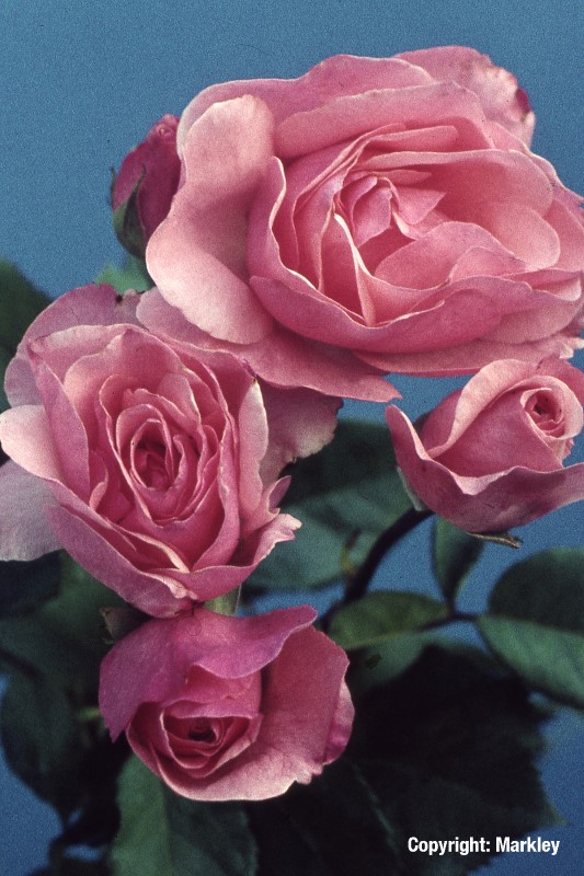 Rosa 'The Queen Elizabeth Rose' -R-