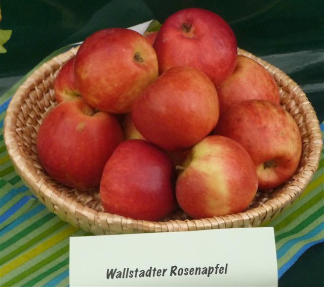 Malus 'Wallstadter Rosenapfel'
