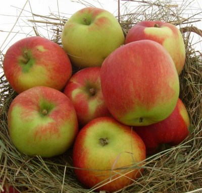 Apfelsorten